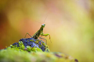 Macro Photography by Jeremy Ducrot. He shares his tips for getting started with macro photography for Nikon's magazine.