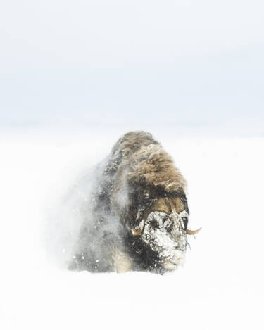 Nikon magazine assets for Lina Kayser's What I've Learned as series.