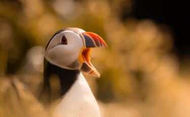 Image assets by Rachel Bigsby for Nikon magazine, using the NIKKOR Z 600mm f/6.3