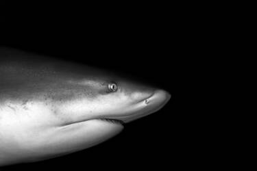 Tom Vierus' assets for Nikon magazine