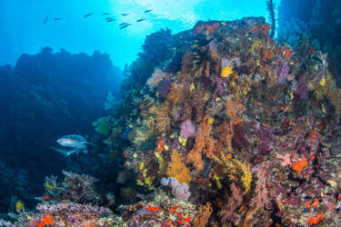 Tom Vierus' assets for Nikon magazine