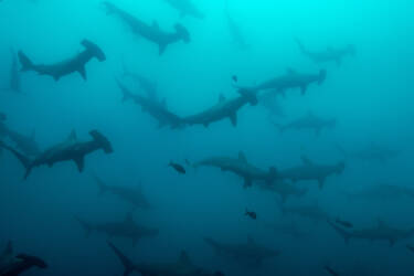 Tom Vierus' assets for Nikon magazine