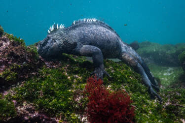 Tom Vierus' assets for Nikon magazine