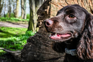Nikon magazine - Alfie Bowen Pet photography
