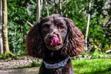Nikon magazine - Alfie Bowen Pet photography
